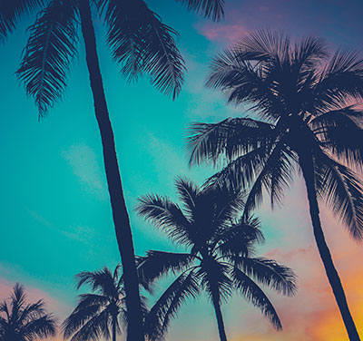 palm trees in Hawaii