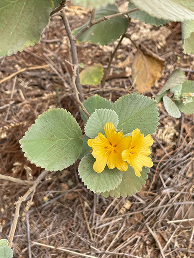 yellow flower photo by Harinani Orme